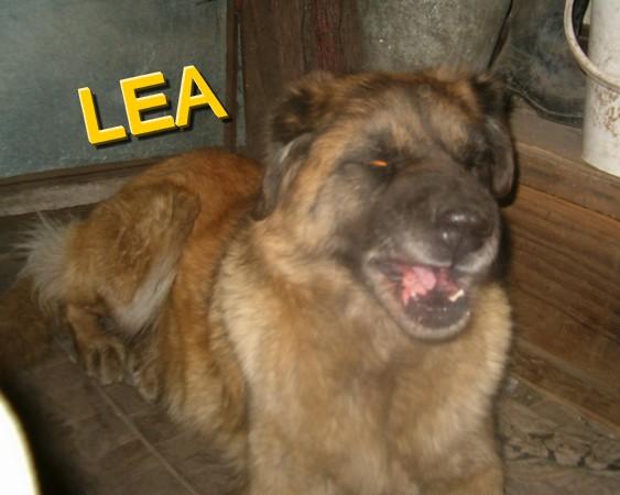 Leonka.jpg